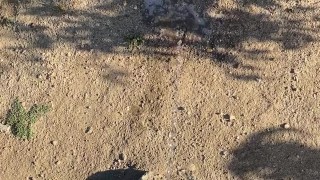 Outdoor piss • backyard