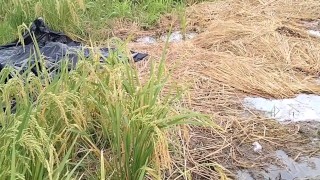 Public Peeing On A Rice Farm… Dablackpee