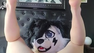 Femboy furry stretches his hole with and cums with a bad dragon rex knot smashing his puppy button